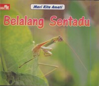 Image of Mari kita amati : belalang sentadu