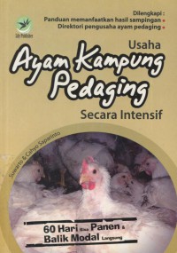 Usaha ayam kampung pedaging secara intensif : 60 hari bisa panen balik modal langsung